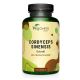 cordyceps extrakt